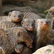 Zoo Gorlitz