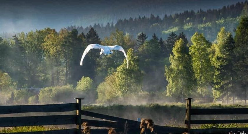Zdjęcie   - fotografia