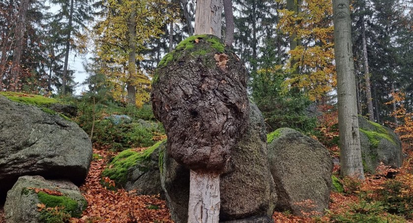 Niesamowitej wielkości narośl 