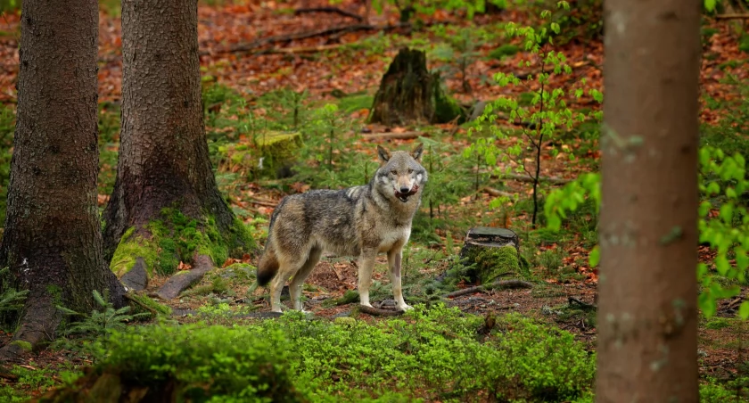 fot. Ondřej Prosický (https://www.naturephoto.cz/)