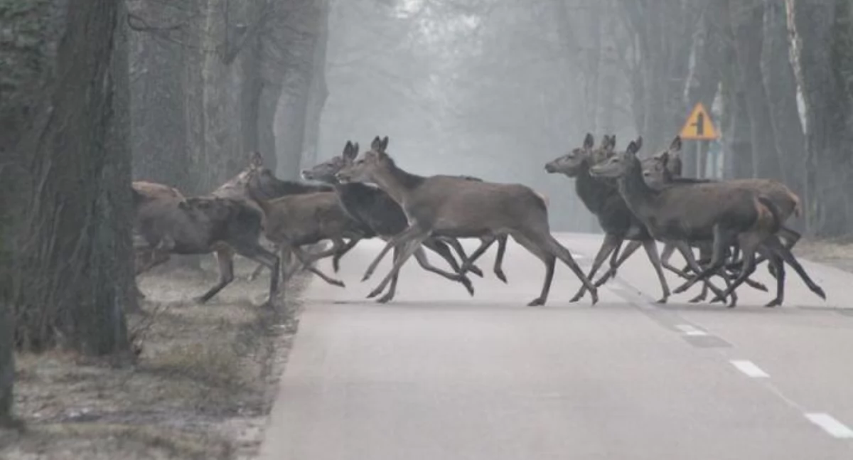 Wiadomości, Uwaga zwięrzęta drogach - zdjęcie, fotografia