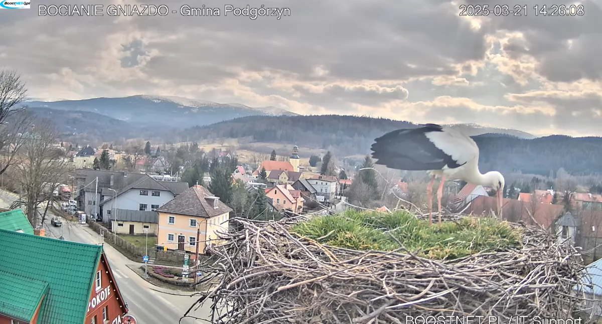 Fauna i Flora, pierwszy Dzień Wiosny Podgórzyna wrócił bocian - zdjęcie, fotografia