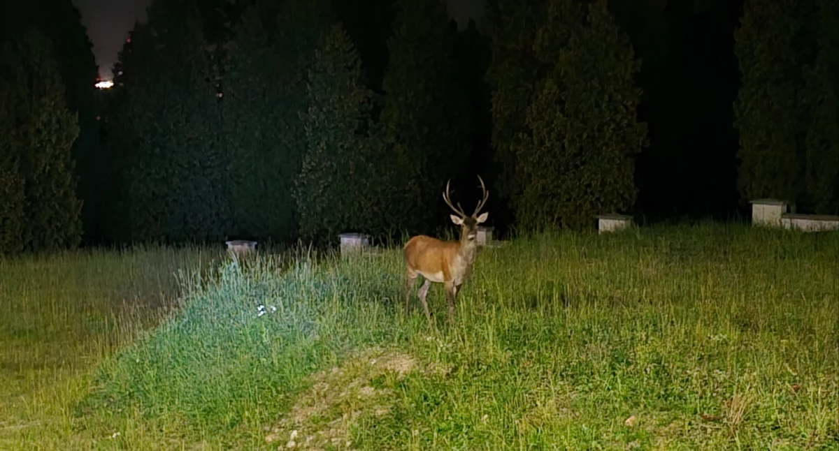 Wiadomości, Rykowisko Karkonoszach - zdjęcie, fotografia