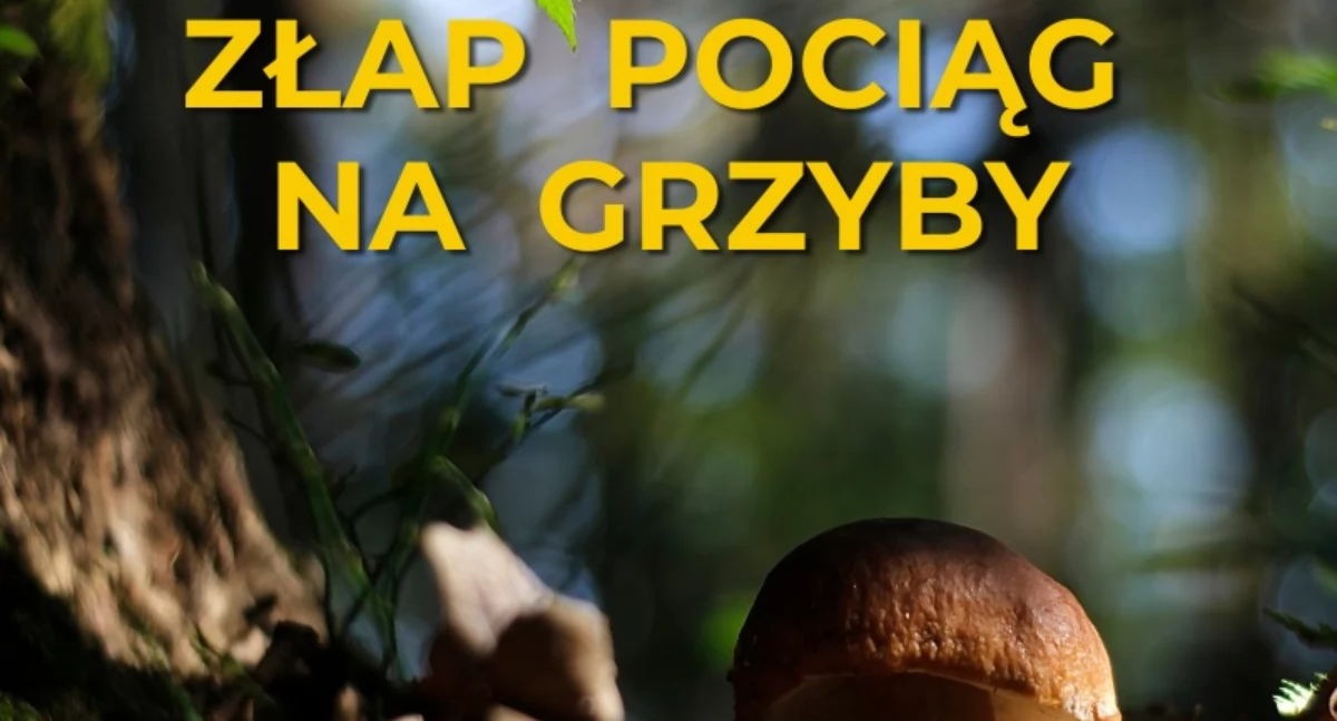 wycieczki kolejowe, Pociągiem Kolei Dolnośląskich grzyby Czemu - zdjęcie, fotografia