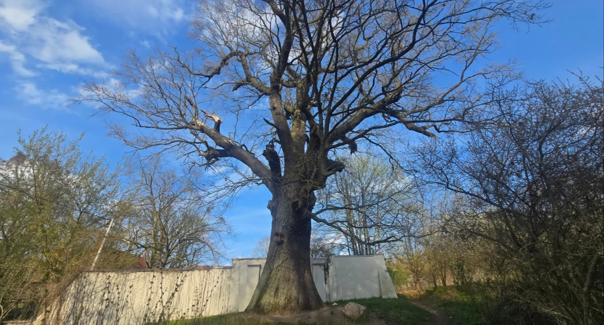 Fauna i Flora, Bartek Owińskach Drzewo posadzone rozkazu króla Władysława Jagiełły - zdjęcie, fotografia