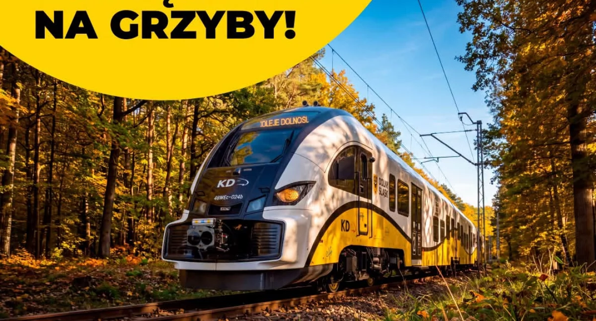 wycieczki kolejowe, Pociągiem grzyby Koleje Dolnośląskie wskazują gdzie zacząć leśną wyprawę - zdjęcie, fotografia