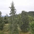 Fotka nr 3 z 17