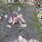 zdjęcie nr 33