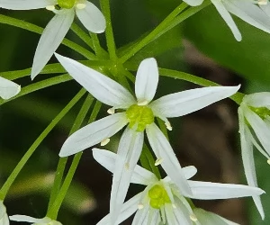 Zdjęcie: KarkonoszeGO wiadomości Atrakcje Karkonoszy