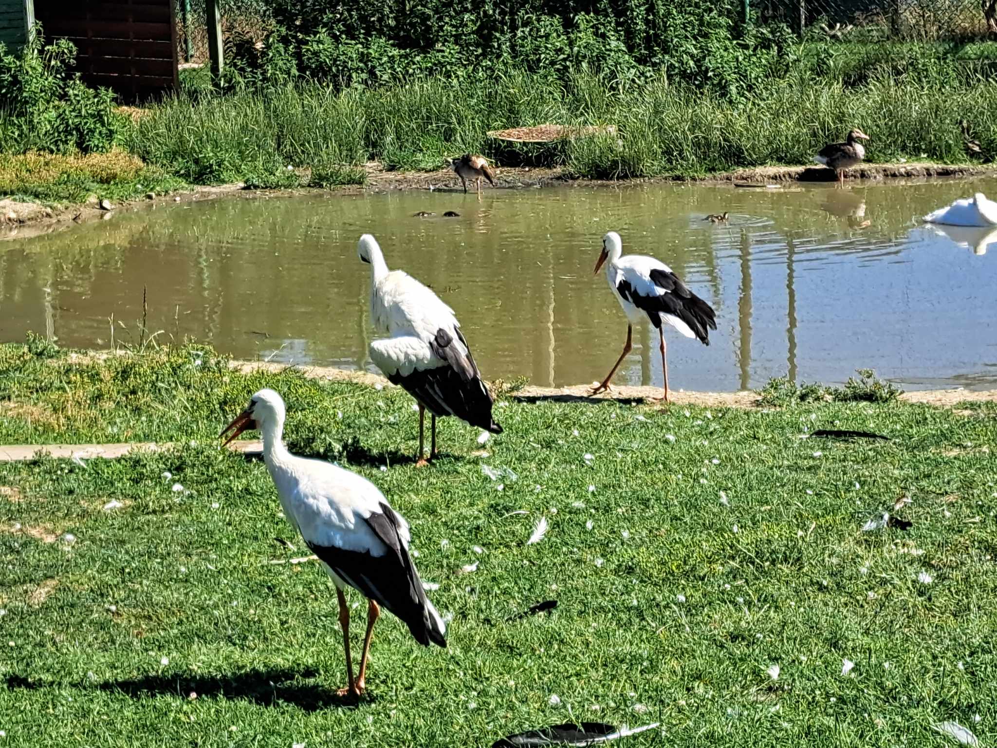 Zdjęcie: KarkonoszeGO wiadomości Atrakcje Karkonoszy