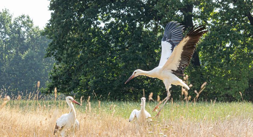 Zdjęcie: KarkonoszeGO wiadomości Atrakcje Karkonoszy