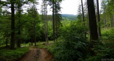 Dolina Ziębia – romantyczne miejsce na spacer
