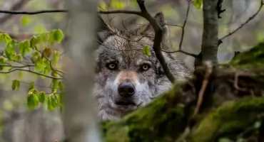 Wilki w Karkonoszach już się zadomowiły