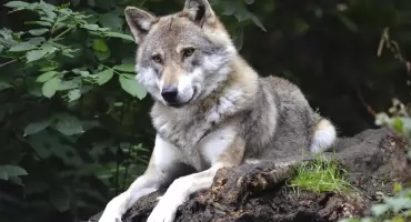 Wilki wracają w Karkonosze. Trzy watahy zadomowiły się po obu stronach granicy