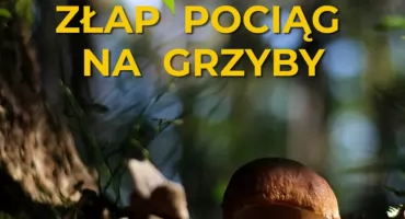 Pociągiem Kolei Dolnośląskich na grzyby? Czemu nie!