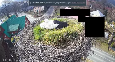 Bocian wrócił do Podgórzyna. Najsłynniejsze gniazdo w Karkonoszach znów ma swego lokatora.