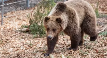 Powrót niedźwiedzi. Nowa atrakcja turystyczna w Karkonoszach.