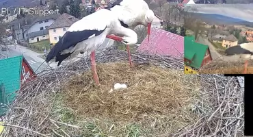 Bociania para w Podgórzynie oczekuje potomstwa. W gnieździe są już jaja.