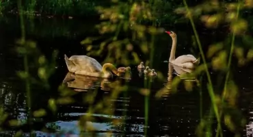 Łabędzie z Dębowej Wyspy spodziewają się potomstwa