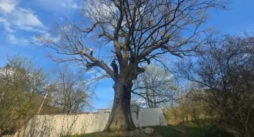 Dąb Bartek w Owińskach - Drzewo posadzone z rozkazu króla Władysława Jagiełły