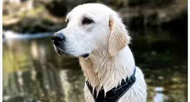 Zaginęła 11-miesięczna Yuki. Golden Retriever uciekł w lesie między Przesieką a Jagniątkowem