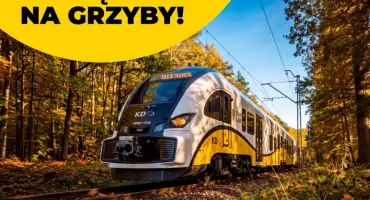 Pociągiem na grzyby. Koleje Dolnośląskie wskazują, gdzie zacząć leśną wyprawę